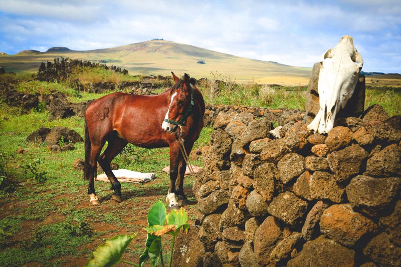 Pferde auf Rapa Nui