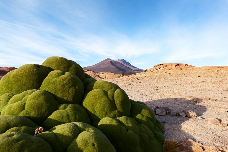 Moos Altiplano